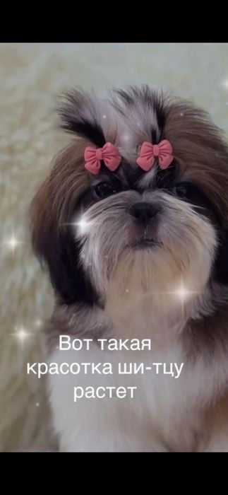 Ши- тцу щенок девочка 3 месяца