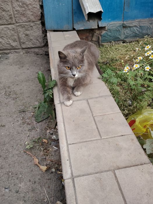 Пристраивается котенок (девочка)