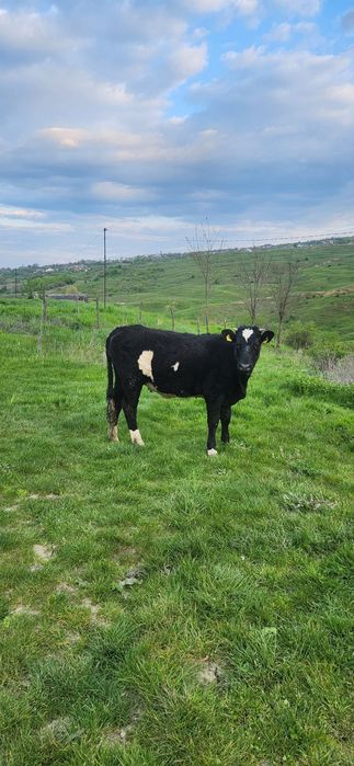 Vitică  bună de samanta cuminte