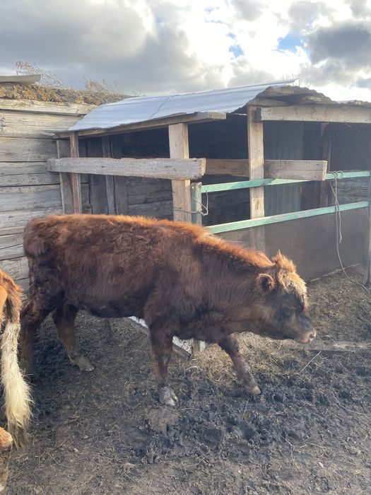 Продам  коров срочно