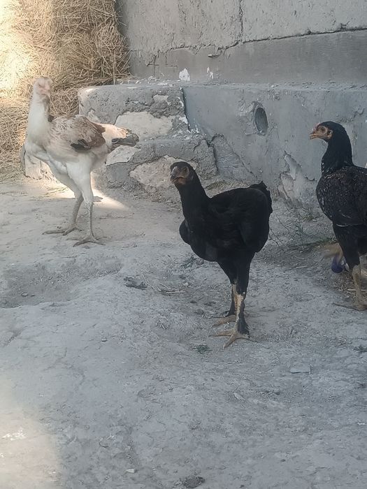 Asl zot kulangi bolalari sotildi.