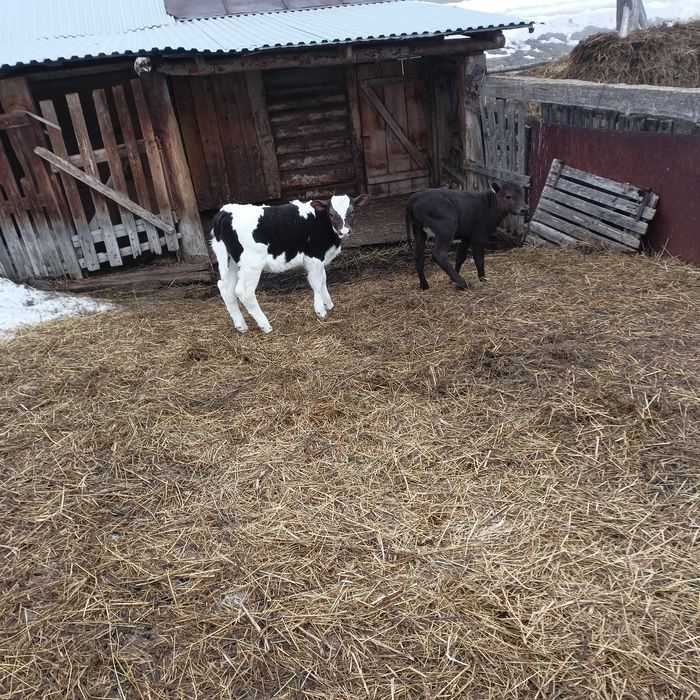 Продам телят, две телочки, договоримся