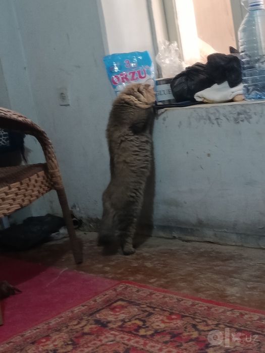 Scottish fold Longhair
