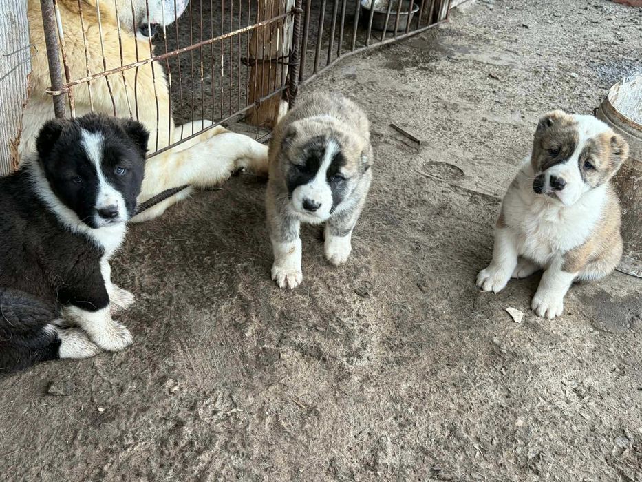 Кученца Алабайчета