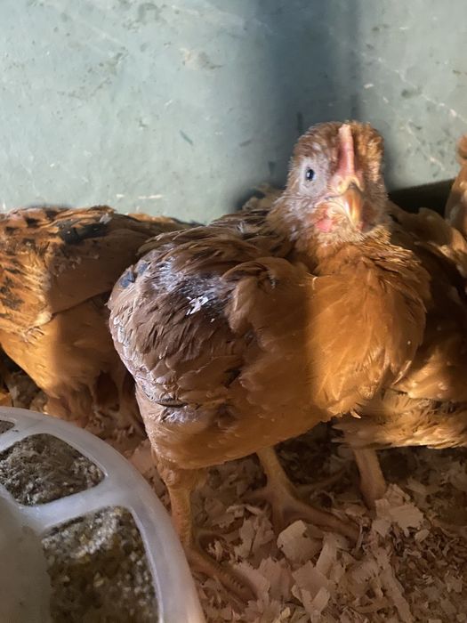 Pui de gaina  varsta 2 luni