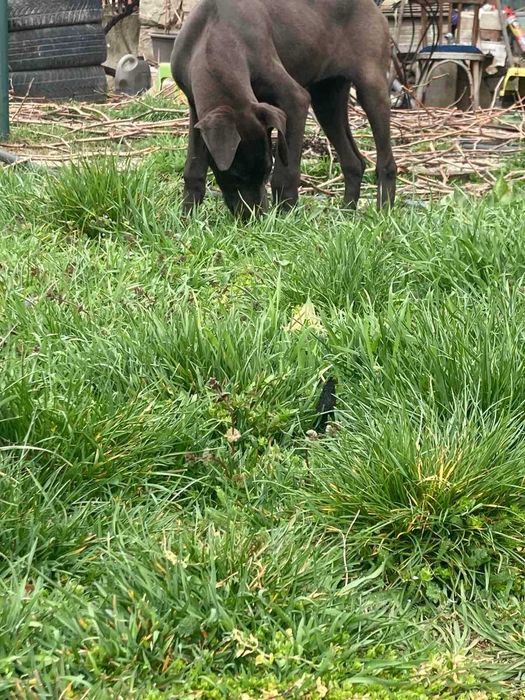 Немски дог продавам