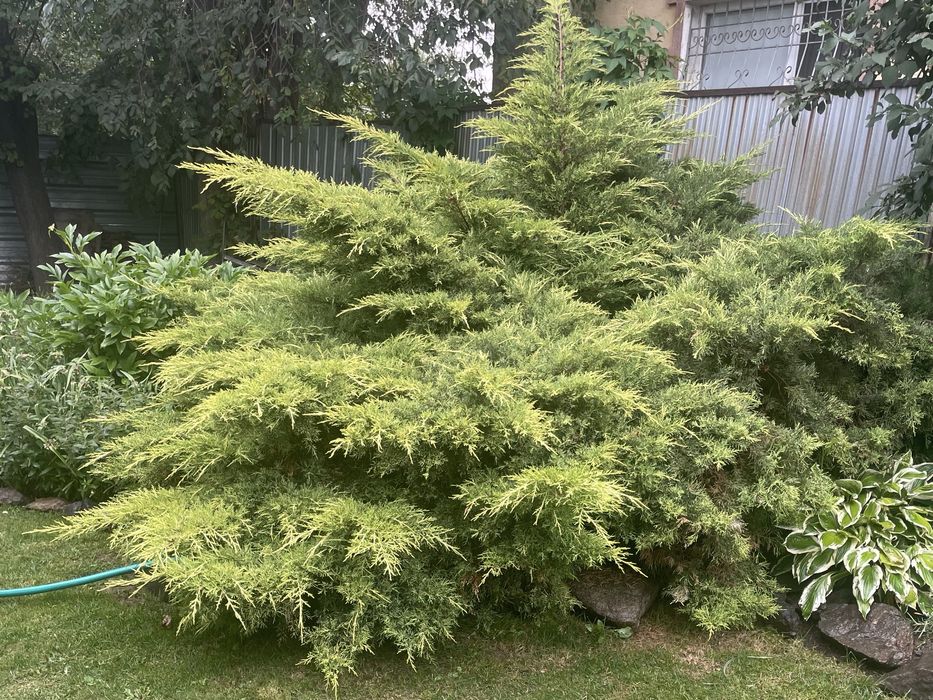 Можжевельник стелющийся