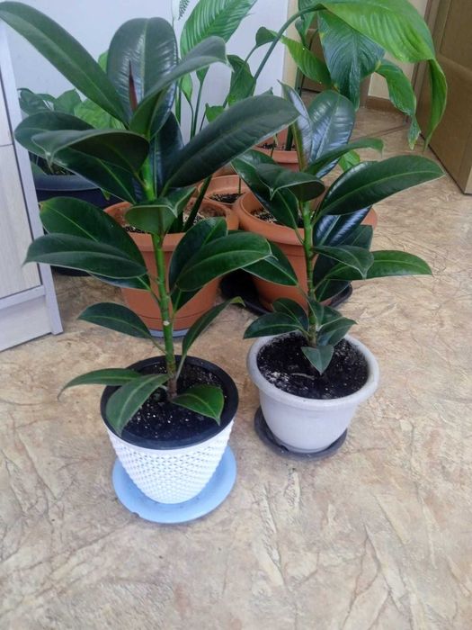 Шикарные фикусы!