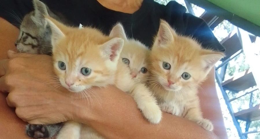 Отдам котят в добрые руки