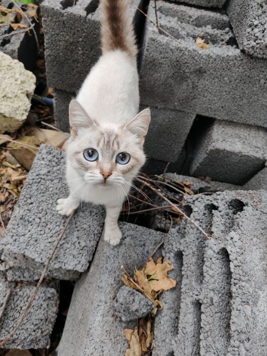 Кошка бесплатно в добрые руки
