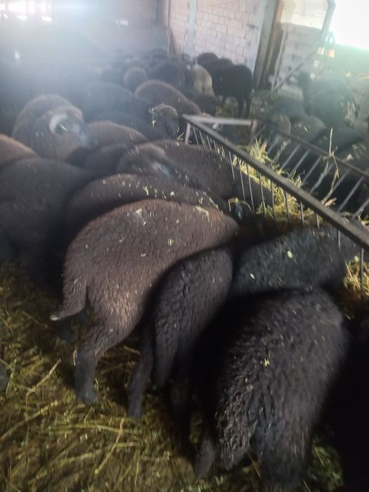 Продавам Агнета за клане цената е за кг живо тегло