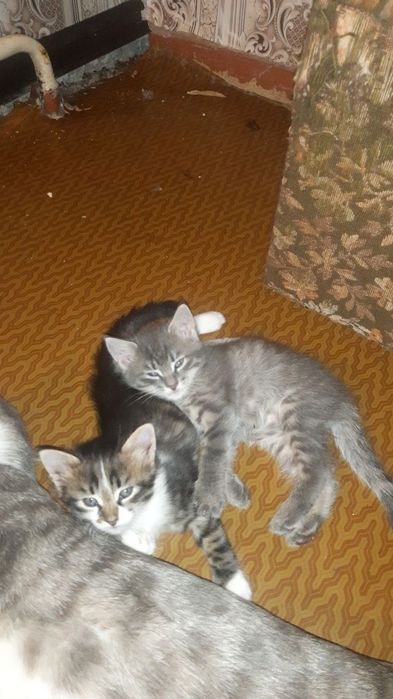 Отдам котят в хорошие руки