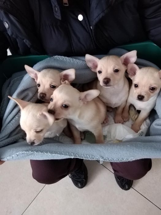 Търсят своя дом малки сърчица