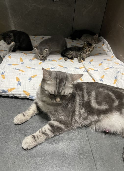 Продаются породистые Котята