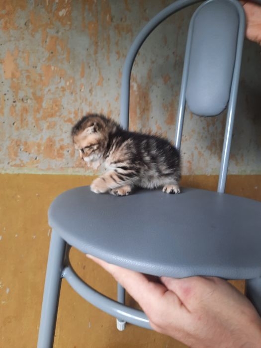 Продам вислоухих котят