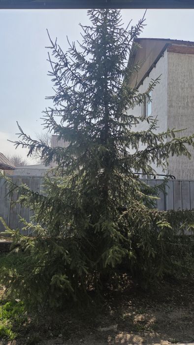 Елка/шырша тегін