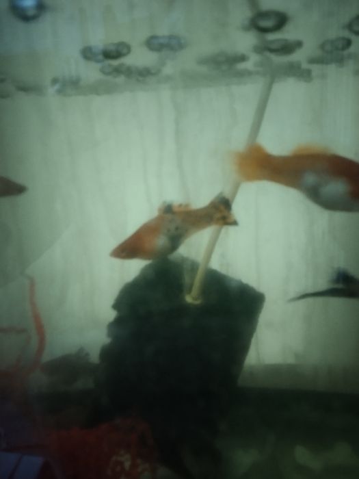 Большие беременные самки