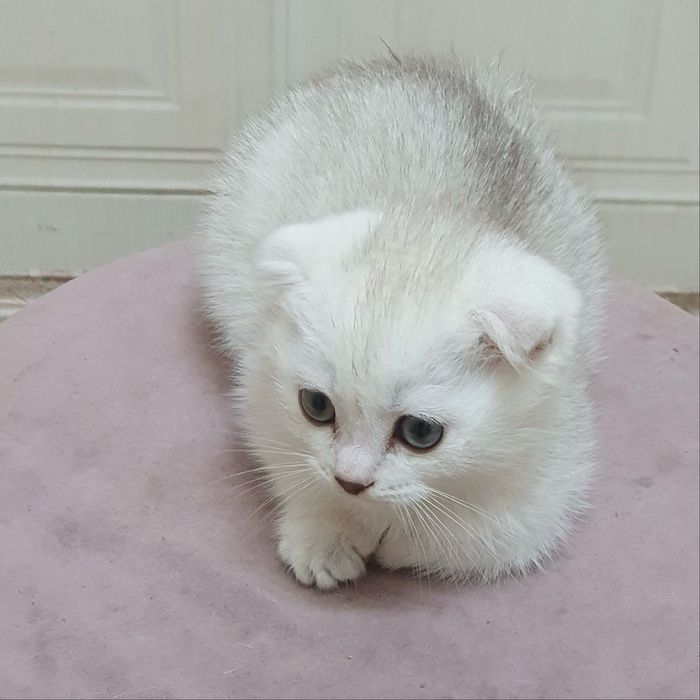 Skotish fold Ona bola