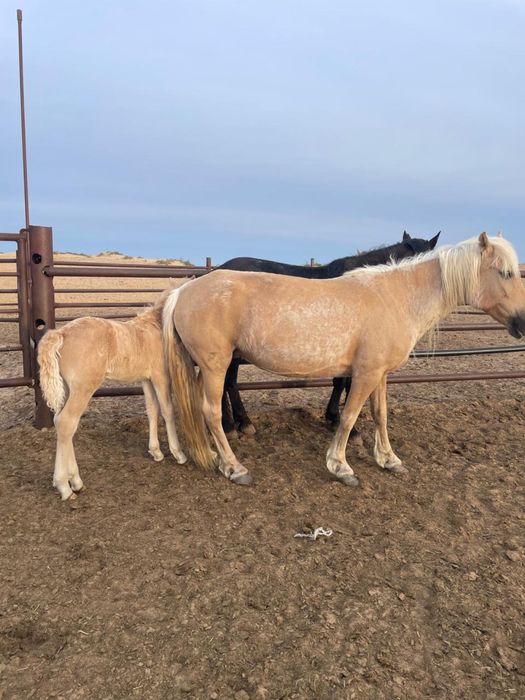 Айгыр уйрмен сатылады