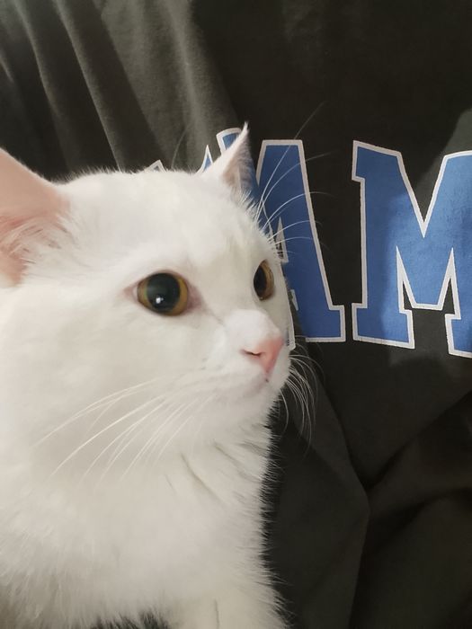 Белый кот ищет хозяина