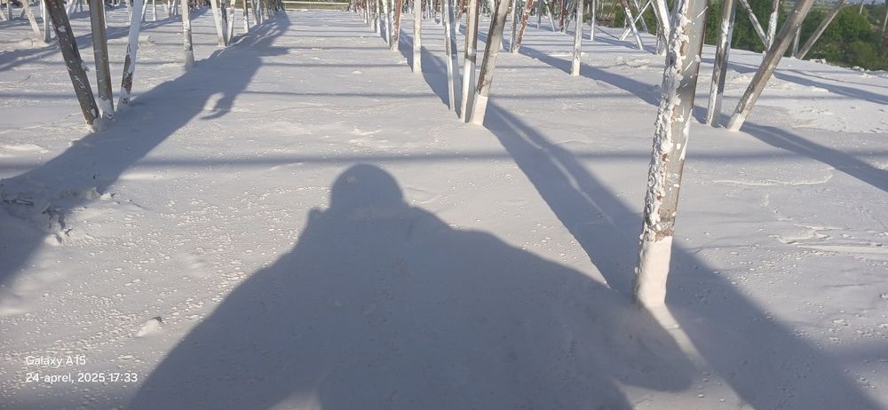 Tomga Penadan tom shuvoq lomboz qilamiz 5smdan 10 smgacha narxi kelish