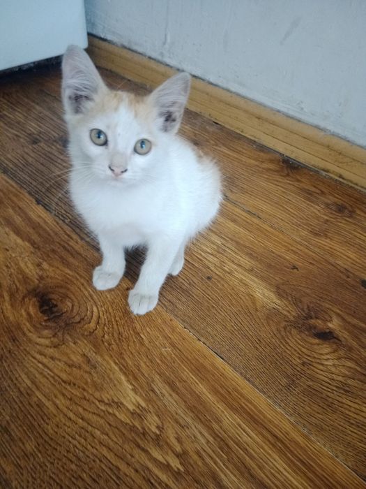 Отдам в хорошие руки