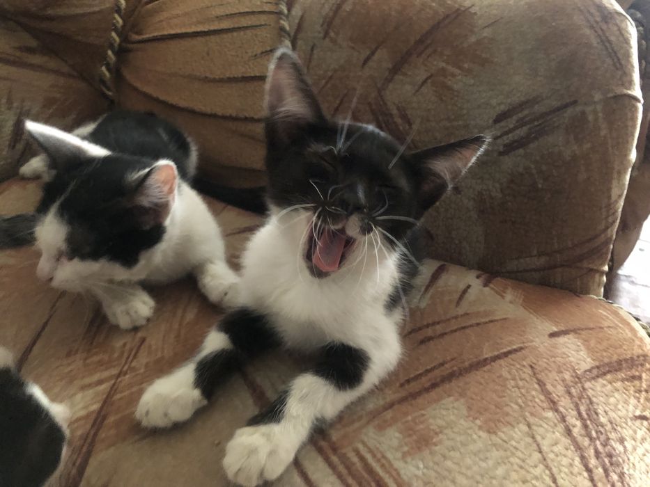 котята мысык в добрые руки
