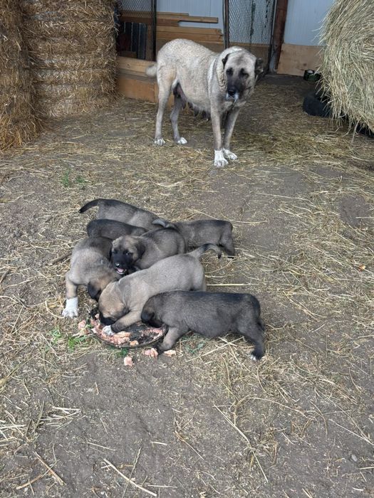 Puiuti kangal de vanzare
