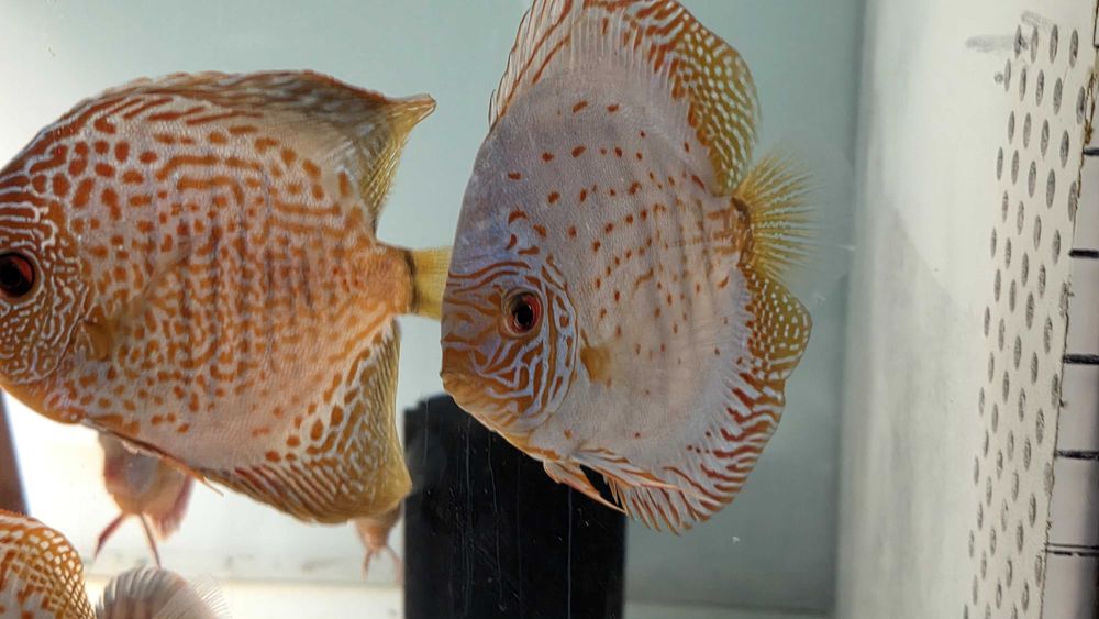 Pesti Acvariu Discus