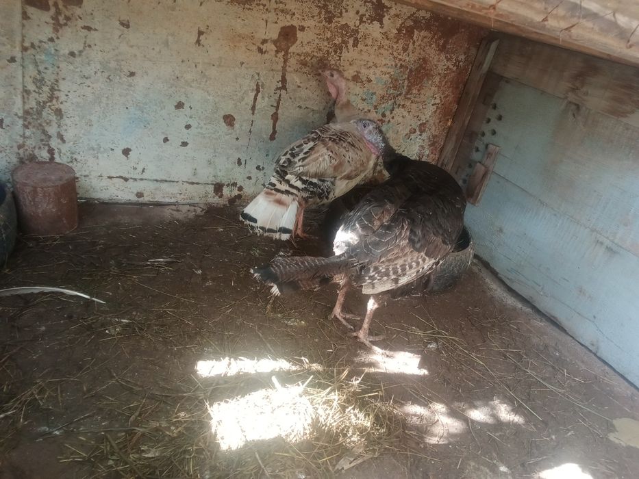 Продам индюковввв
