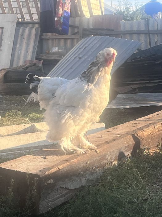 Продам петух и курица