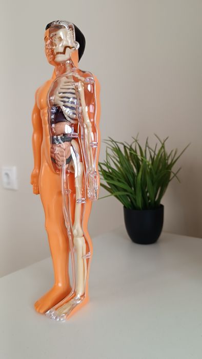 Анатомичен модел на човешкото тяло