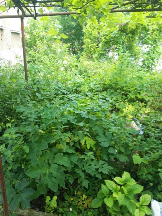 Косене ,почистване и поддържане на дворове ,лозя,ливади ,райгас