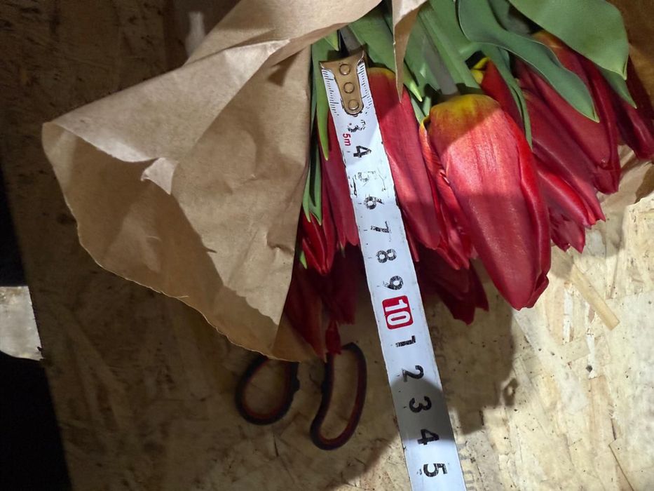 Тюлпаны Оптом и Розница