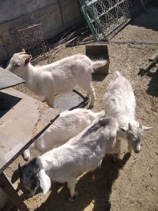 Сүтті орыс ешкісі бар.