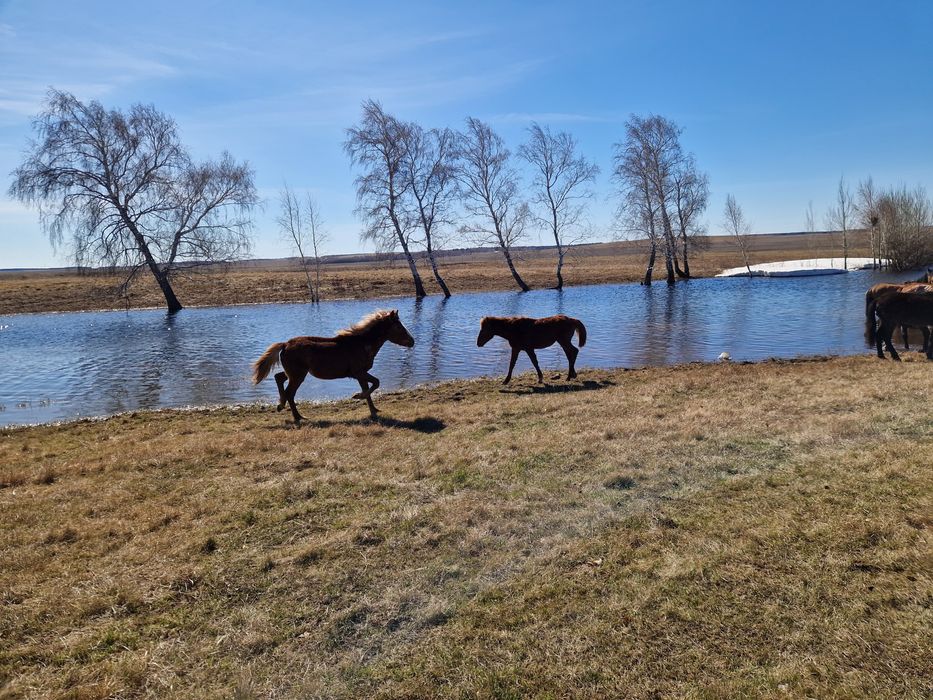 Жабағыдан тайға шықты