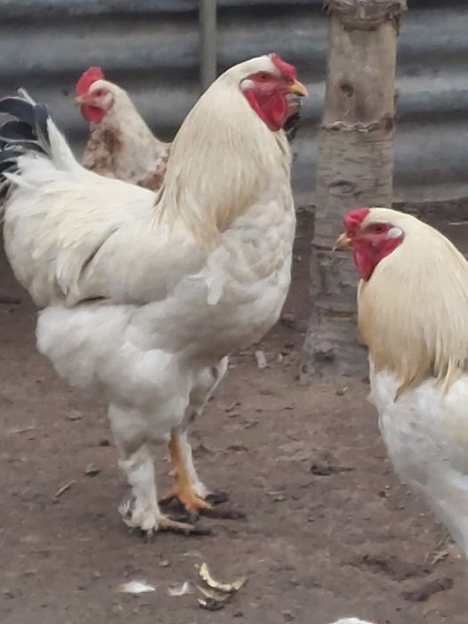 Cocoși brahma de vânzare 100 lei bucata