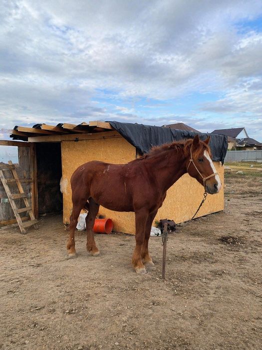 Айғыр. Жеребец. Жылқы