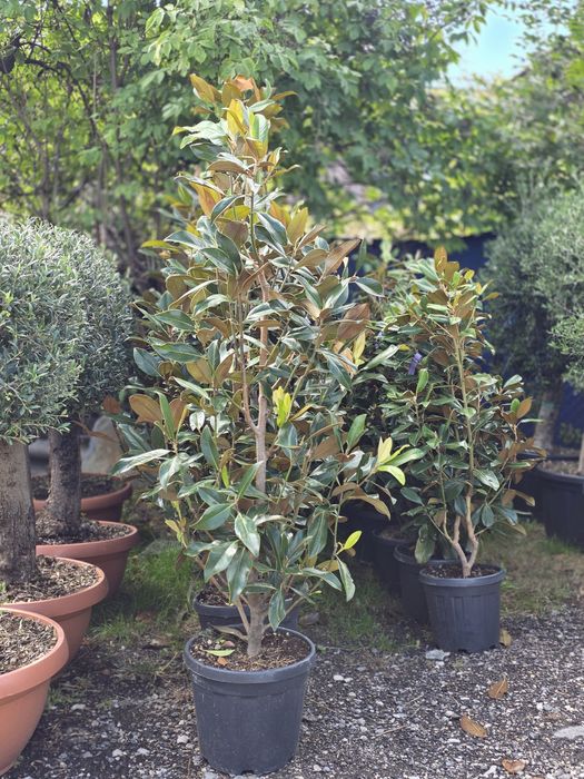 Magnolie grandi flora