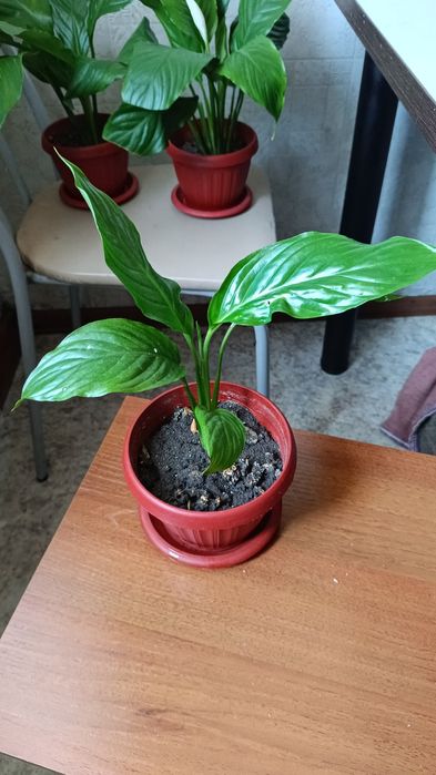 Женское счастье и дерево любви продам