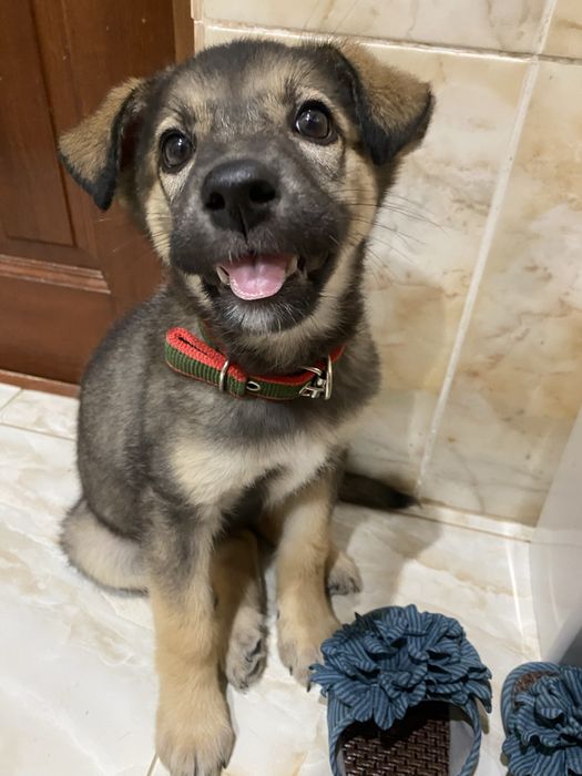 Щенок маленький - девочка