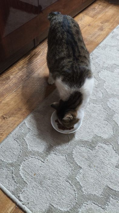 Отдам кушку в добрые руки