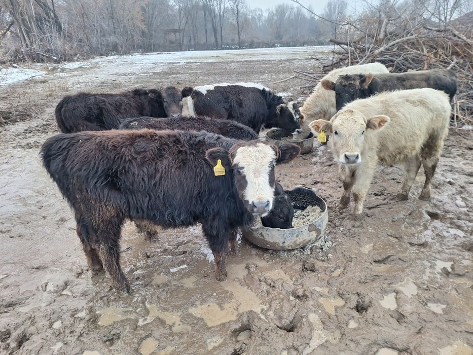14 бас еркек тайыншалар сатлады