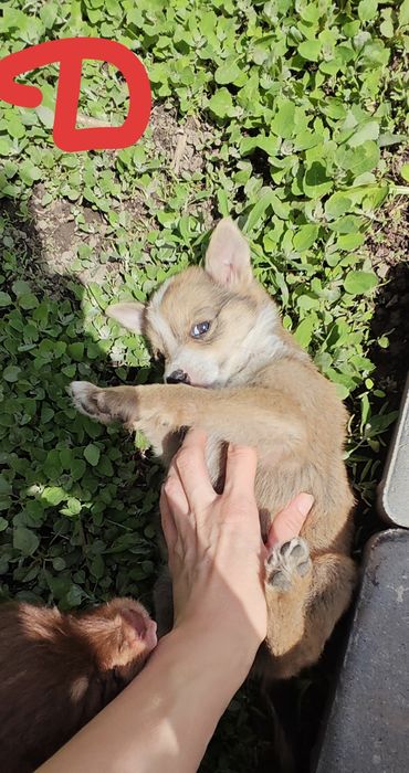 Отдам даром щенков