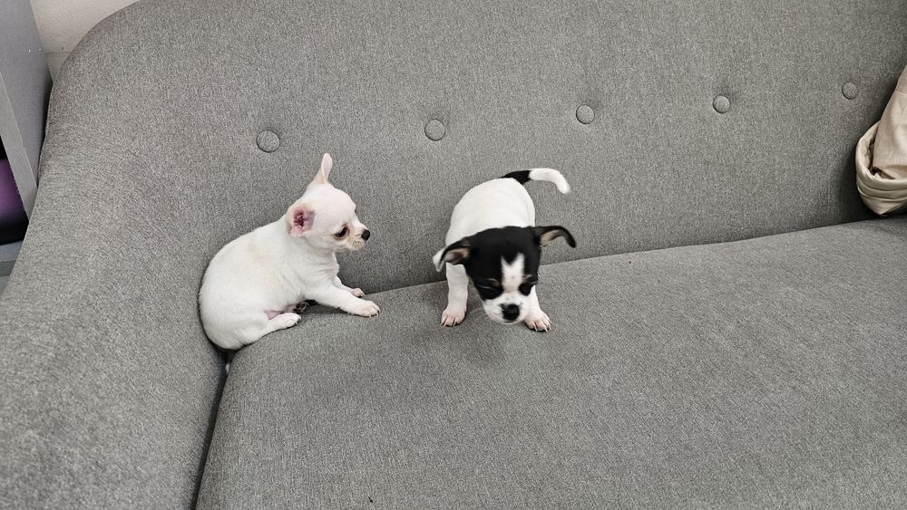 Мини Чихуахуа на 50 дни