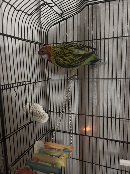 Vand Papagal Rosella, cusca, accesorii si mancare
