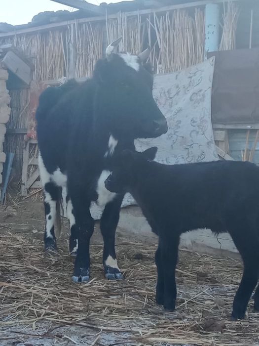 Бузаулы сиыр бузауы еркек