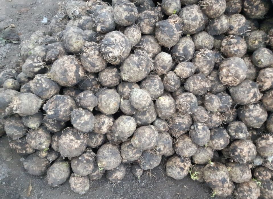 Morcov,țelina, ridichie si sfeclă rosie