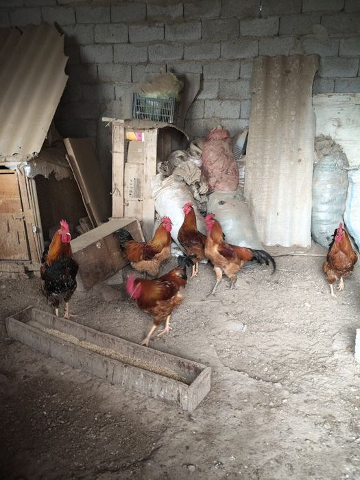 Кучинские петушки