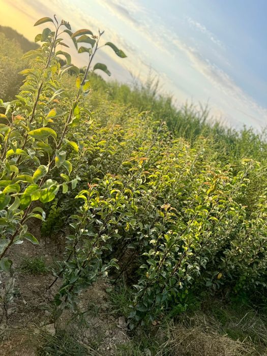 Ассортимент  кошеттер